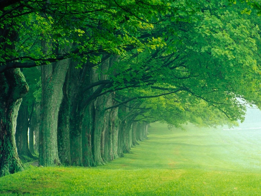 Linea_de_Arboles